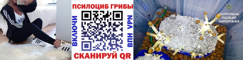 Купить  Куртамыш  Псилоцибиновые грибы Psilocybine cubensis 
